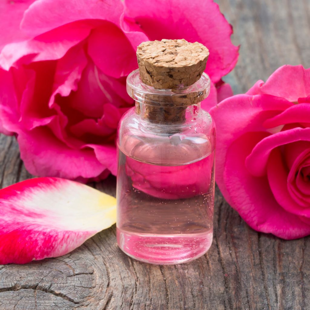 Organic Rose Glycerite Tincture Rosa rubiginosa